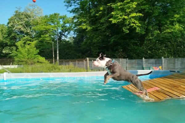 Piscine pour chiens de Sens