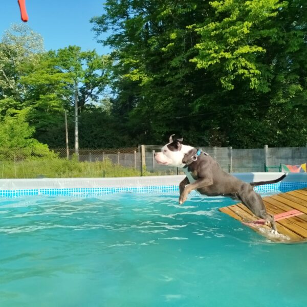 Chien dans la Piscine pour Chiens de Sens à Nailly dans l' Yonne