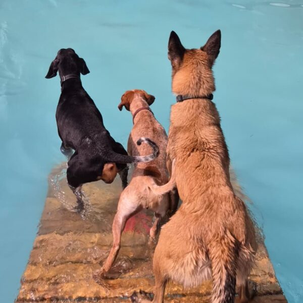 Chiens au bord de la Piscine pour Chiens de Sens à Nailly dans l' Yonne
