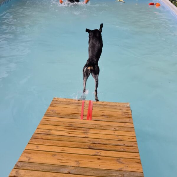 Chien dans la Piscine pour Chiens de Sens à Nailly dans l' Yonne