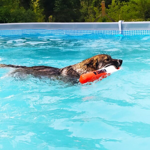 Chien dans la Piscine pour Chiens de Sens à Nailly dans l' Yonne