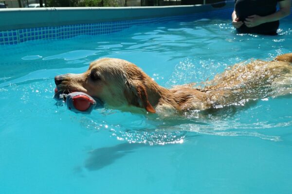 Piscine pour Chiens de Sens