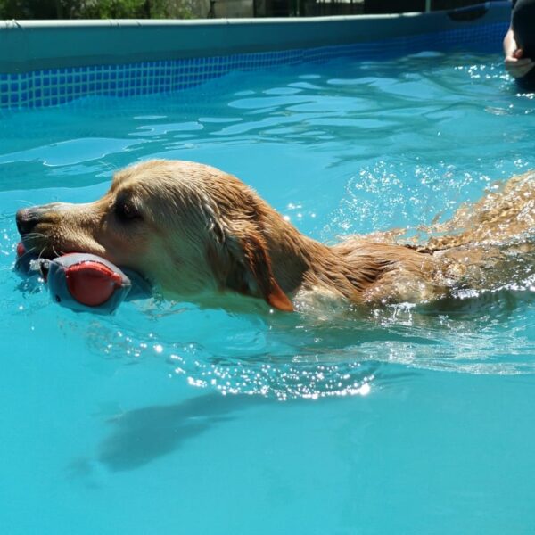 Chien dans la Piscine pour Chiens de Sens à Nailly dans l' Yonne