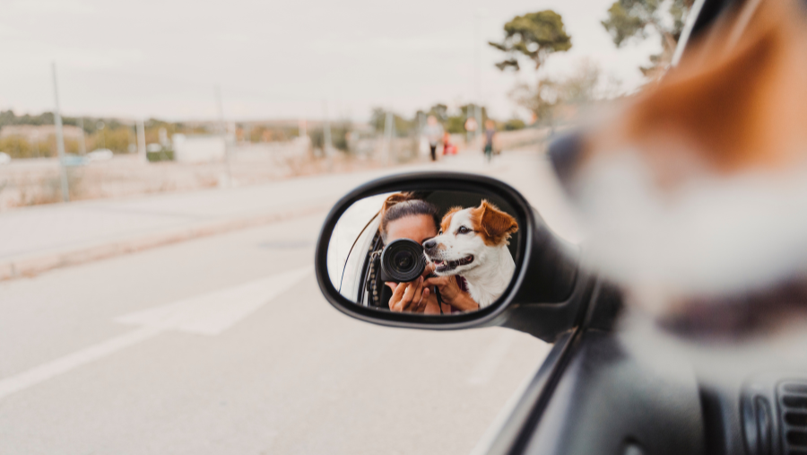 Top 10 des destinations à découvrir avec son chien en Europe