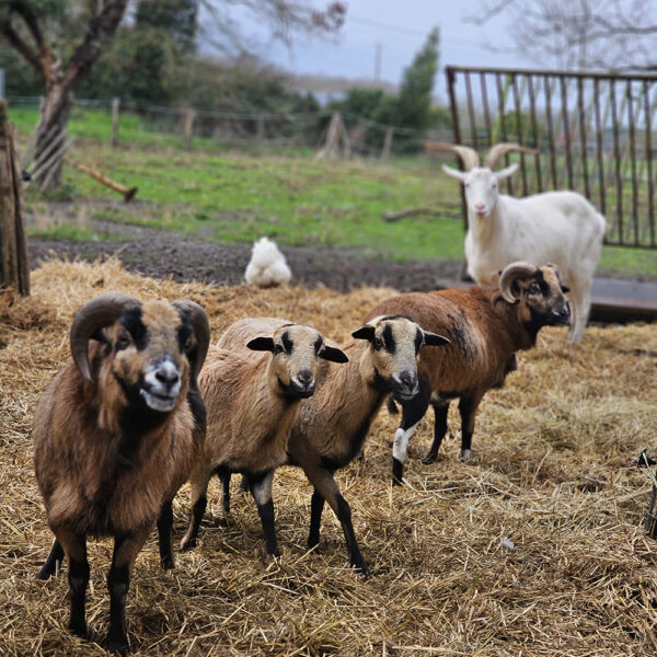 Les animaux du Gîte Léopoldine, gîte de groupe en Touraine dans le Val de Loire Proche de Tours
