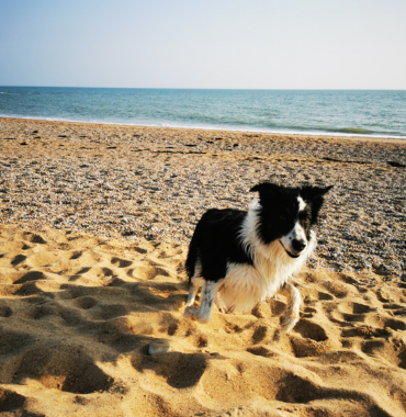 chien court sur la plage de Saint Gilles Croix de Vie pour du camping Europa en Vendée