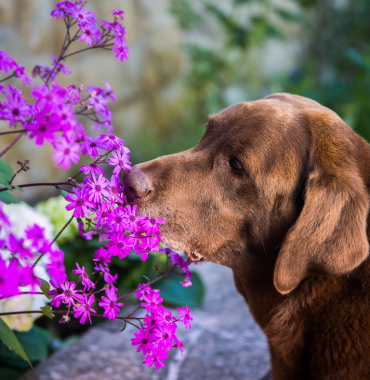 chien sent les fleurs du jardin botanique de Saint Gilles Croix de Vie en Vendée