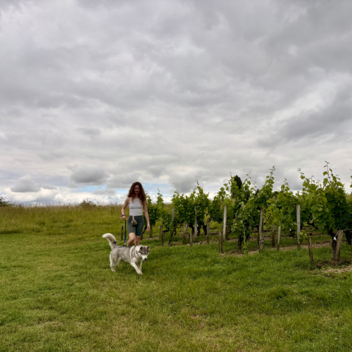 balade dans les vignes avec un chien à Médoc Plein Sud pendant l'itinéraire d'une semaine