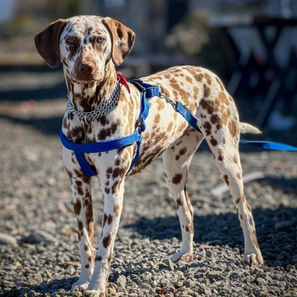 Chien accepté lors de votre séjour au Gîte Le Roc’h Jaudy dans les Côtes-d’Armor en Bretagne