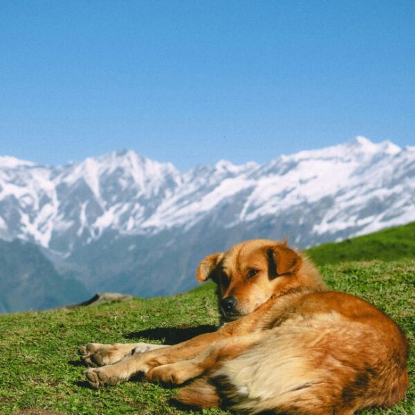Chien heureux au camping Pyrénées Natura Flower dans les Hautes-Pyrénées