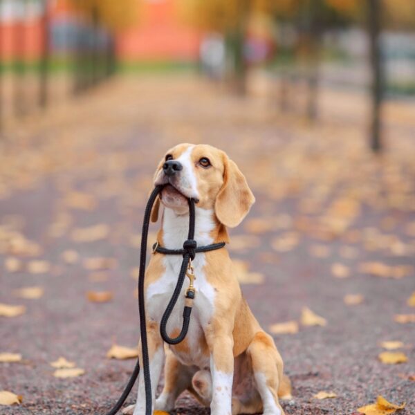 Visite la ville de Lyon avec ton chien avec Lilo Médiation : Visite guidée de Lyon dans le Rhône