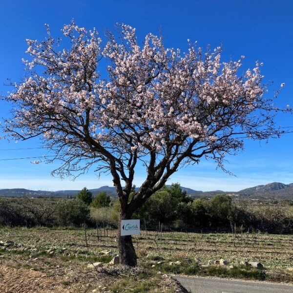Belle arbre au soleil au camping naturiste Le Clapotis à La Palme dans l'Aude (11)