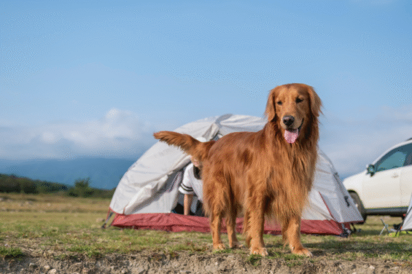 Camping Huttopia Lac de Serre-Ponçon