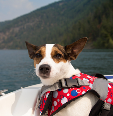 Chien dans une navette en direction de l'île de Porquerolles où les chiens sont acceptés, à Hyères, dans le Var, en Provence-Alpes-Côte d'Azur