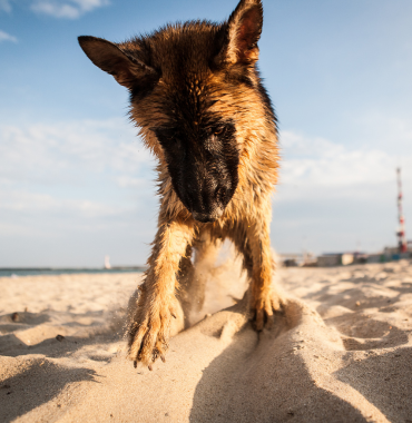 Chien à la plage où les animaux sont acceptés, dans le Var, en Provence-Alpes-Côte d'Azur