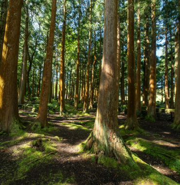 pins dans la forêt en Charente-Martime pour se promener dans la forêt avec son chien