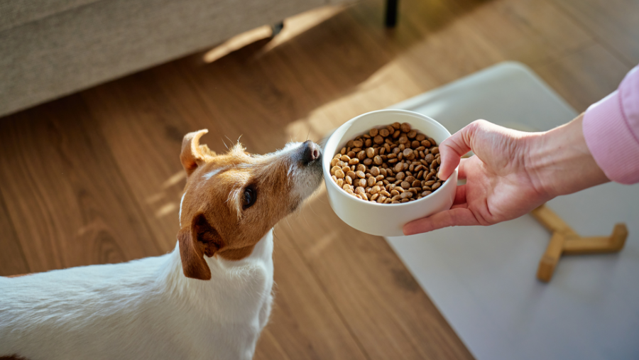 chien attiré par de bonnes croquettes pour chien stérilisé