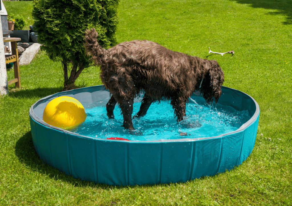 chien s'amuse dans une piscine à bas prix