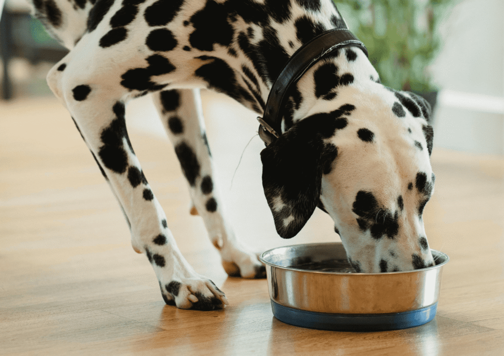 chien mange croquettes en réduction