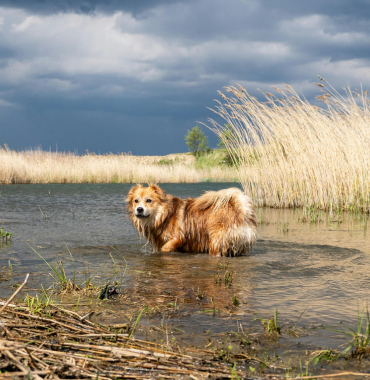 chien dans l'étang de berre roche de marseille et aix en provence