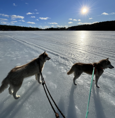 balade guidée neige chiens suède