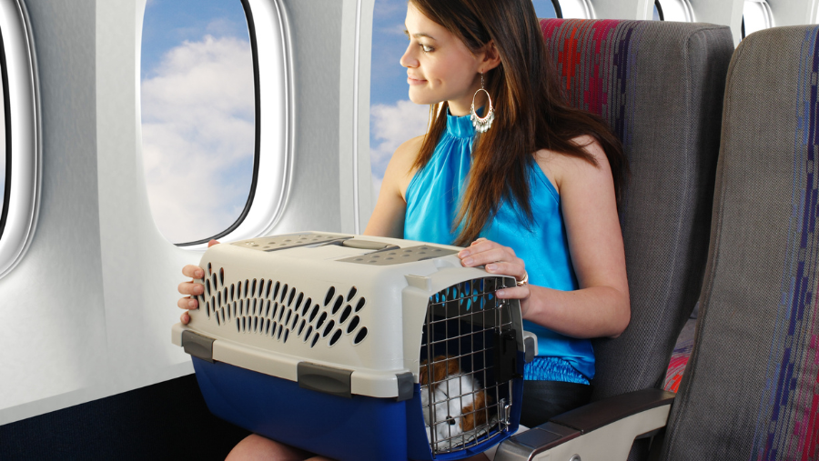 chien accepté en cabine - voyage en avion