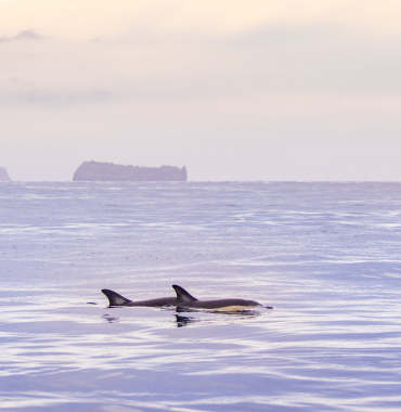 dauphins dans la mer méditerranée visibles avec votre chien depuis le lavandou et bormes les mimosas