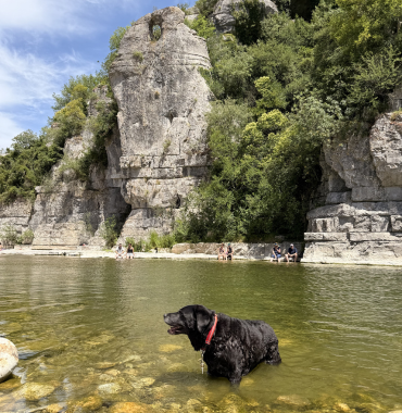 chien qui se baigne dans la rivière de l'ardèche en Provence