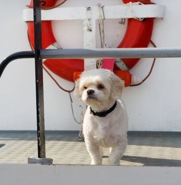 Chien en bateau sur l'Île de Bréhat, où les chiens sont acceptés, dans les Côtes d'Armor, en Bretagne