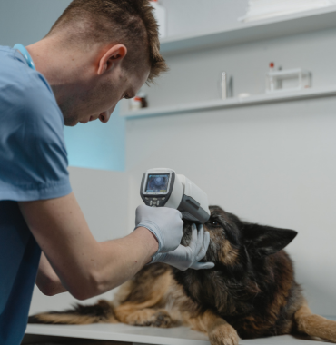 Chien chez le vétérinaire