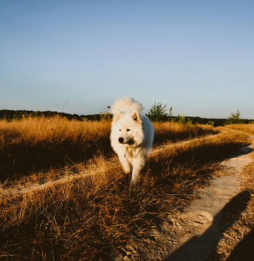 Chien en balade sur l'Île de Guernesey où les chiens sont acceptés