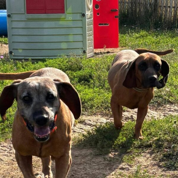 Pension canine - le jardin d'éden de virginie - emmenetonchien.com