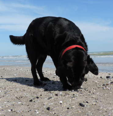 Chien sur une plage dans les Côtes d'Armor, en Bretagne, où les chiens sont acceptés