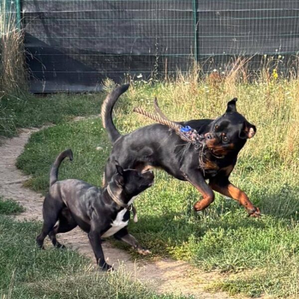Pension canine - le jardin d'éden de virginie - emmenetonchien.com