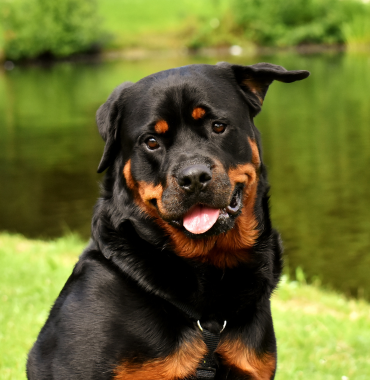 Chien de race Rottweiler, catégorie 2