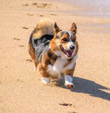 Chien sur une plage de l'Île de Guernesey où les chiens sont acceptés