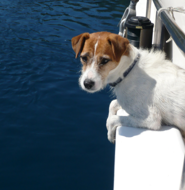 Chien sur un bateau en direction de l'Île de Belle-île-en-Mer où les chiens sont acceptés, dans le Morbihan, en Bretagne
