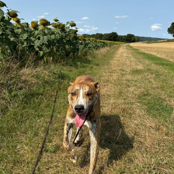Pension canine - le jardin d'éden de virginie - emmenetonchien.com