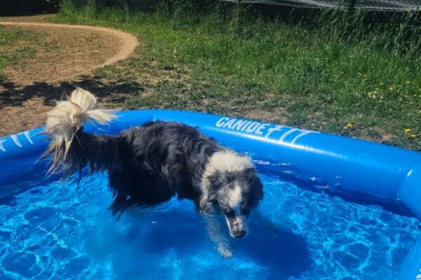 Pension canine : Le jardin d’Eden de Virginie