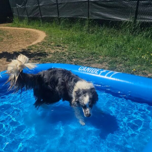 Pension canine - le jardin d'éden de virginie - emmenetonchien.com