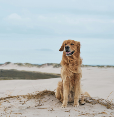 Chien sur une plage de l'Île de Belle-île-en-mer, où les chiens sont acceptés, dans le Morbihan, en Bretagne