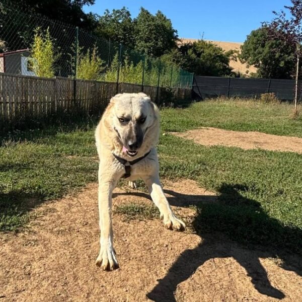 Pension canine - le jardin d'éden de virginie - emmenetonchien.com