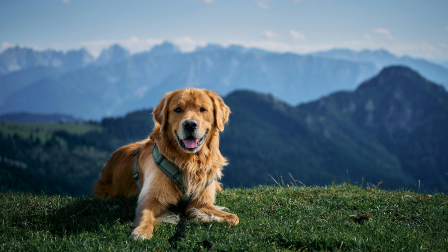 Chien aux Gets où les animaux sont acceptés, en Haute-Savoie, en Auvergne-Rhône-Alpes