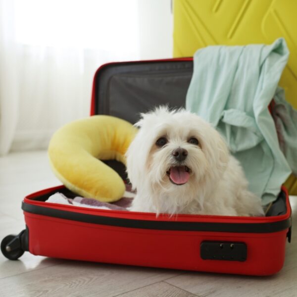 Chien en vacances à l'Hôtel Ibis Styles Bordeaux Mériadeck en Gironde (France, Aquitaine)