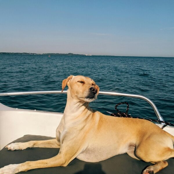Arca Ferret Balades en bateau