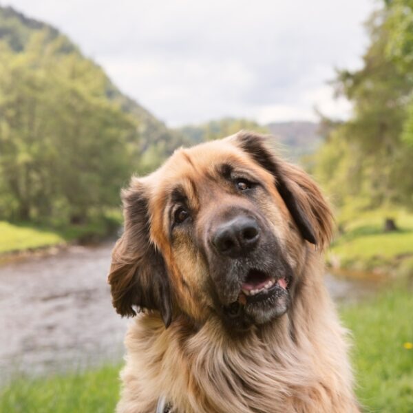 Chien en promenade près de La cabane de Maël dans le Cantal à Saint-Mamet-la-Salvetat en Auvergne