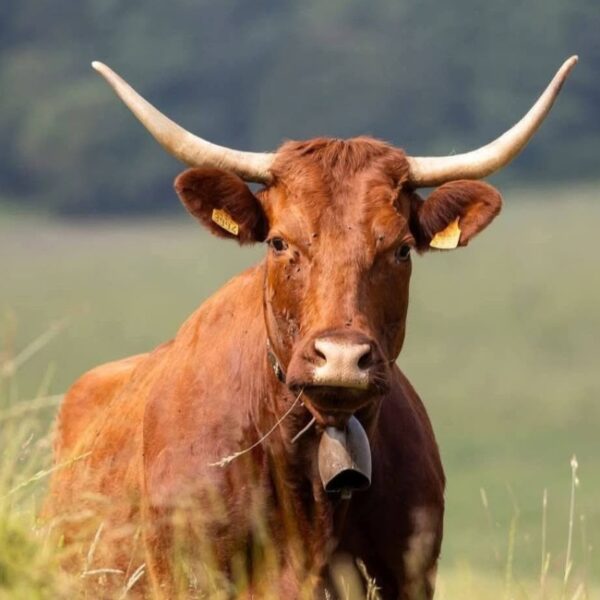 Vache dans le Paysage de montagne près de La cabane de Maël dans le Cantal à Saint-Mamet-la-Salvetat en Auvergne