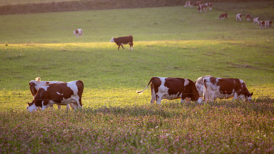 Station des Rousses dans le Jura où les chiens sont acceptés, en Bourgogne-Franche-Comté