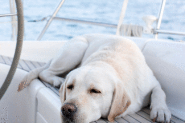 Visite en bateau à Sète