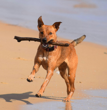 Chien qui se baigne dans le Sud Ouest de la France